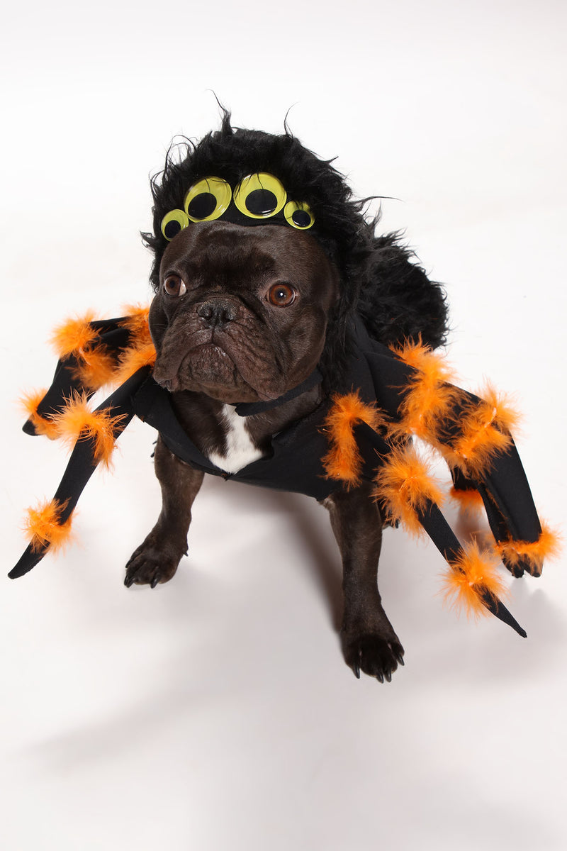 Black dog in spider costume hotsell