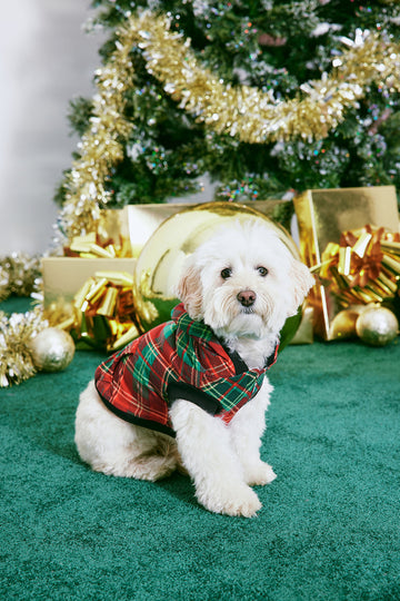 Fashion nova dog store