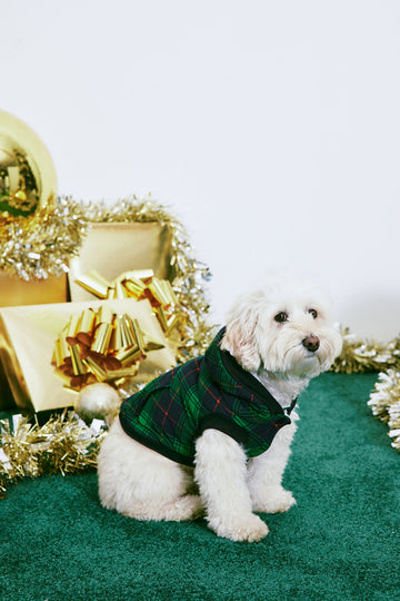 Fashion sales nova dog